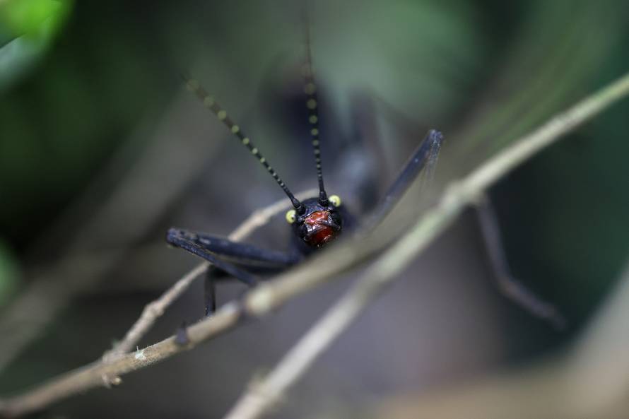 Mimikrija u zagrebačkom ZOO: Zaigrajte igru skrivača s nama!