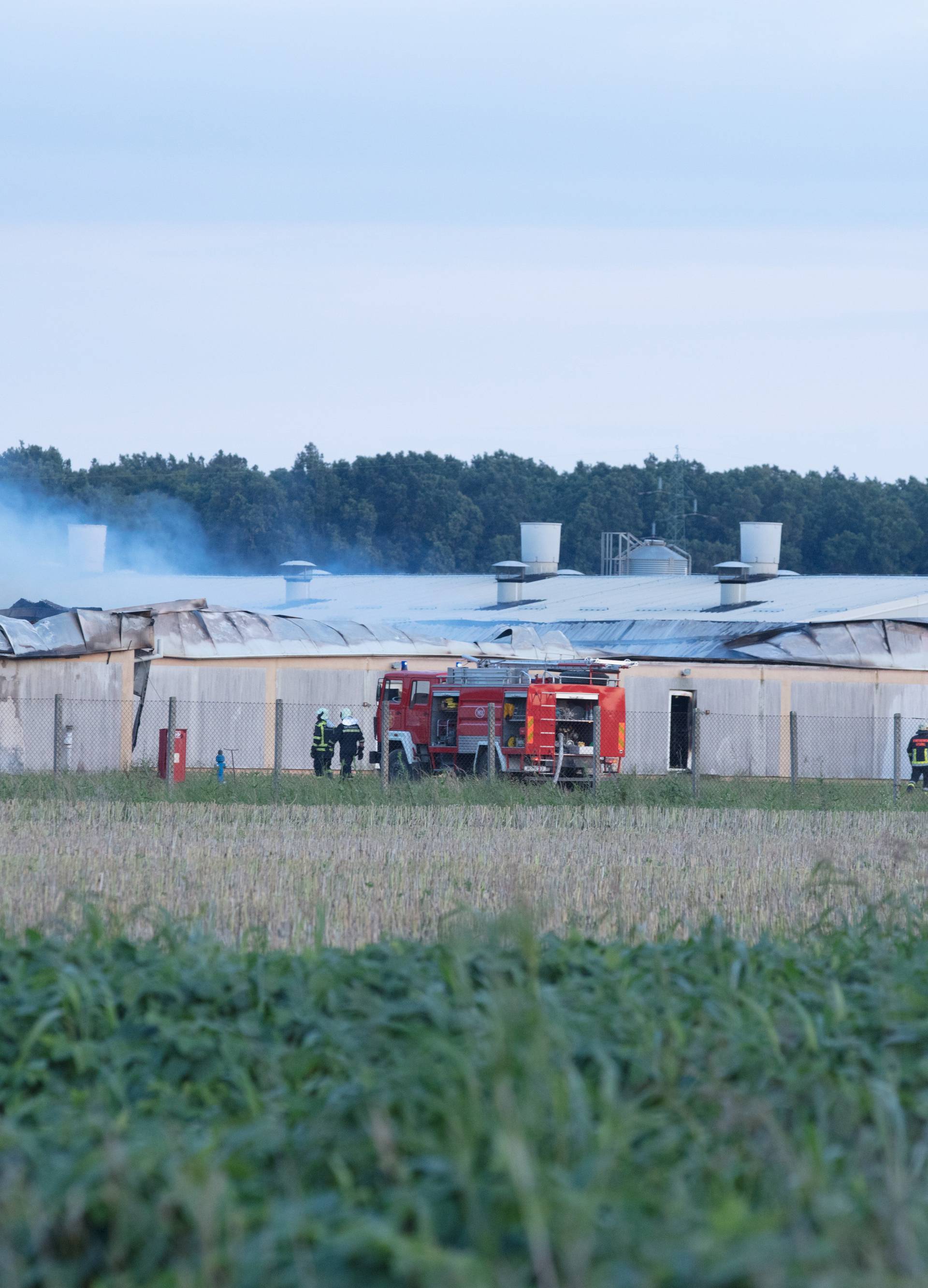 AndrijaÅ¡evci: Izgorjela Pikova farma svinja, stradalo 1000 svinja?