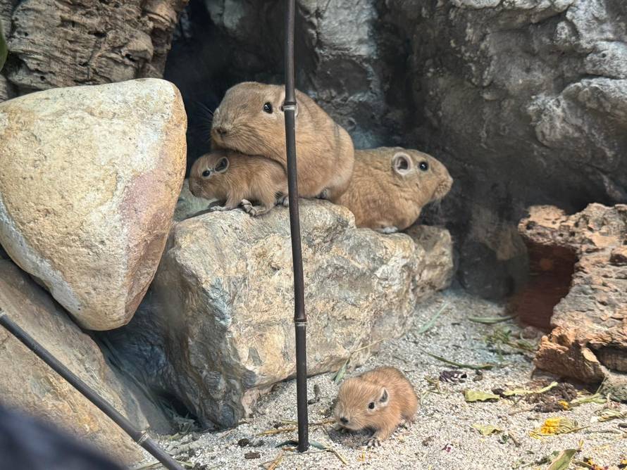 SLATKO POJAČANJE Dva gundija okotila su se u ZOO Zagrebu: Ne piju vodu, a zimi se stišću skupa
