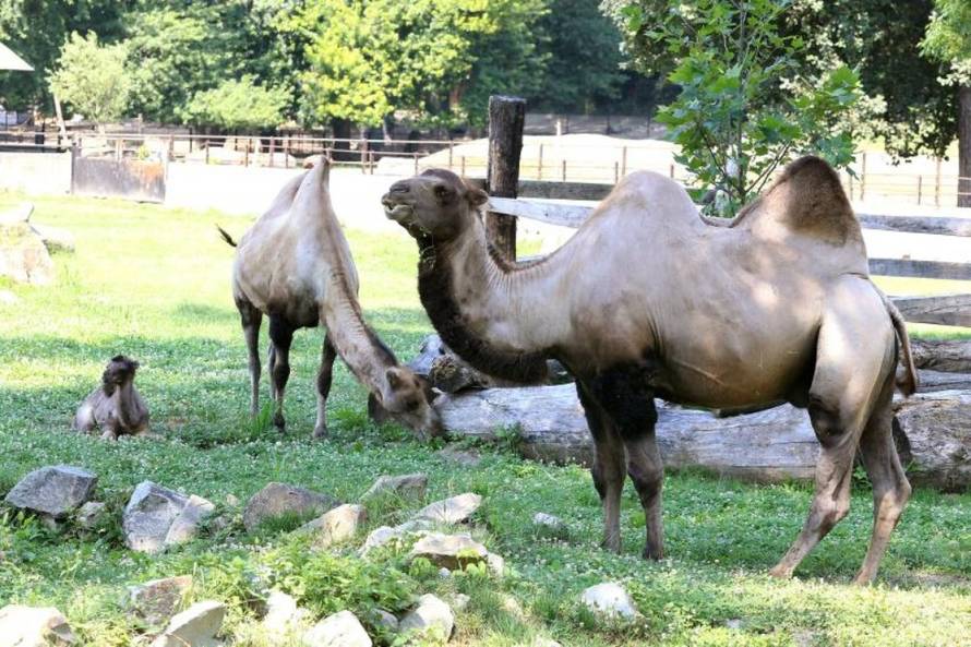 Davor javorovic/PIXSELL