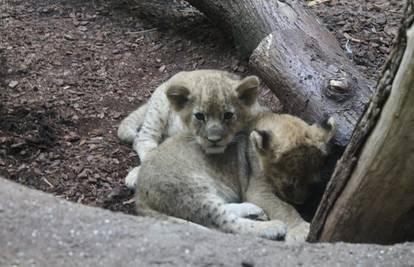 ZOO dobio dva kralja - lavica Nyota okotila laviće blizance