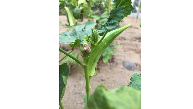 Ovo je najbolje povrće za čuvanje sjemena i evo kako ga skupiti za sljedeću godinu