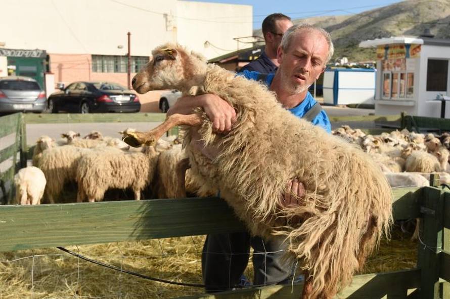 'Bee, ostavi mi bar šiške': Ovce kod najbržih hrvatskih frizera