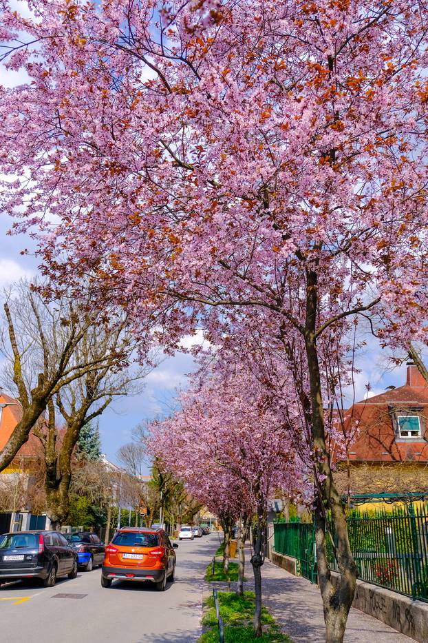 Dok je drveće u cvatu, Rusanova je jedna od ljepših ulica Zagreba