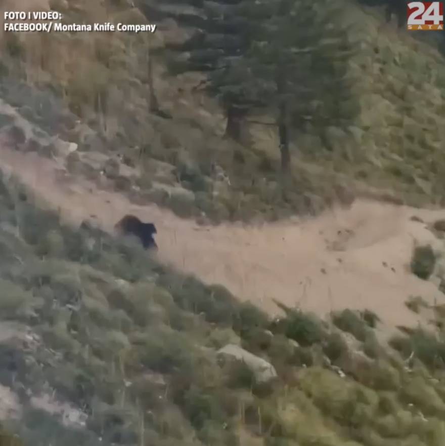 Crni medvjed vozača bicikla naganjao niz padinu