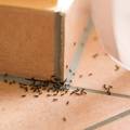 Kako se riješiti mrava u domu?