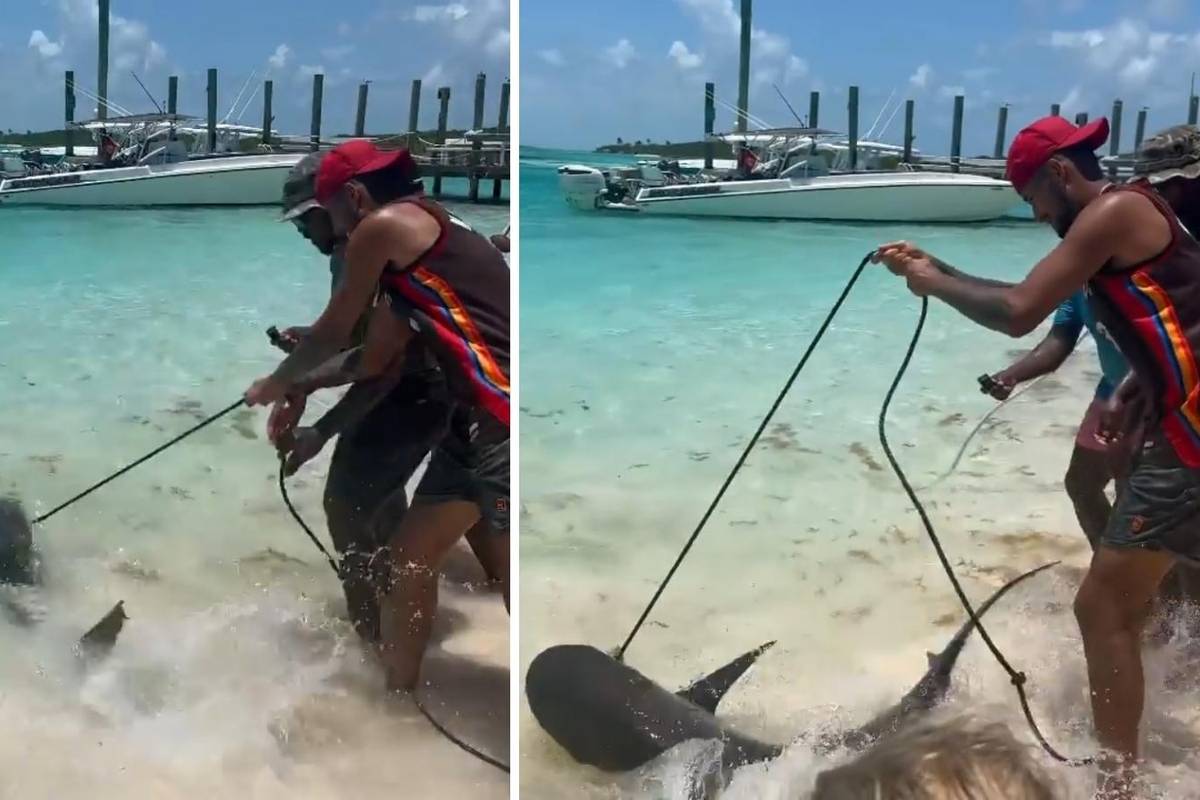 Bizarna snimka: Nick Kyrgios je 'prošetao' morskog psa na uzici