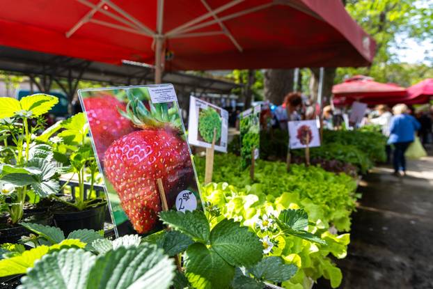 Pula: Sadnice na pulskoj tržnici