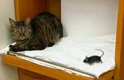Domaća maca mazi se i igra s dva bijela štakora