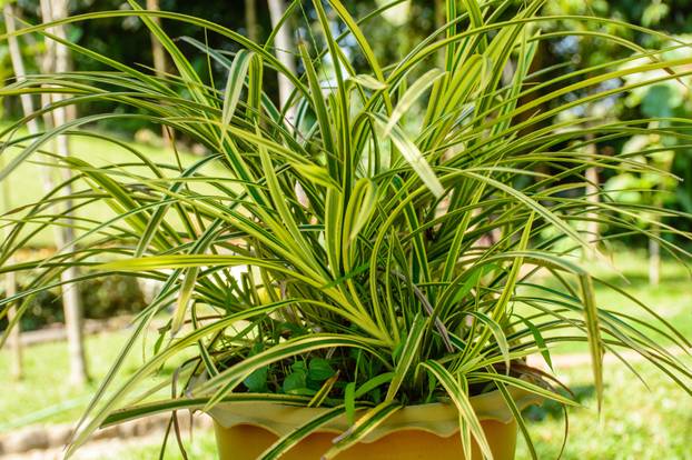 Unesite ove biljke u svoj dom i 'prizovite' novac i blagostanje