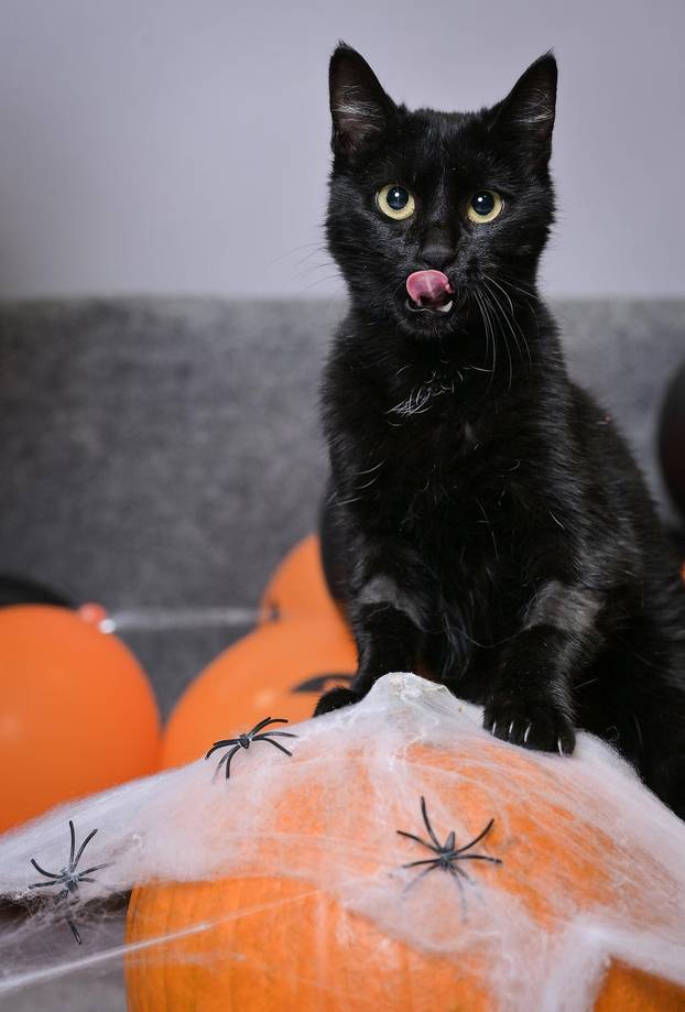 Sklonište u Dumovcu poziva na posebno jesensko udomljavanje pasa i mačaka