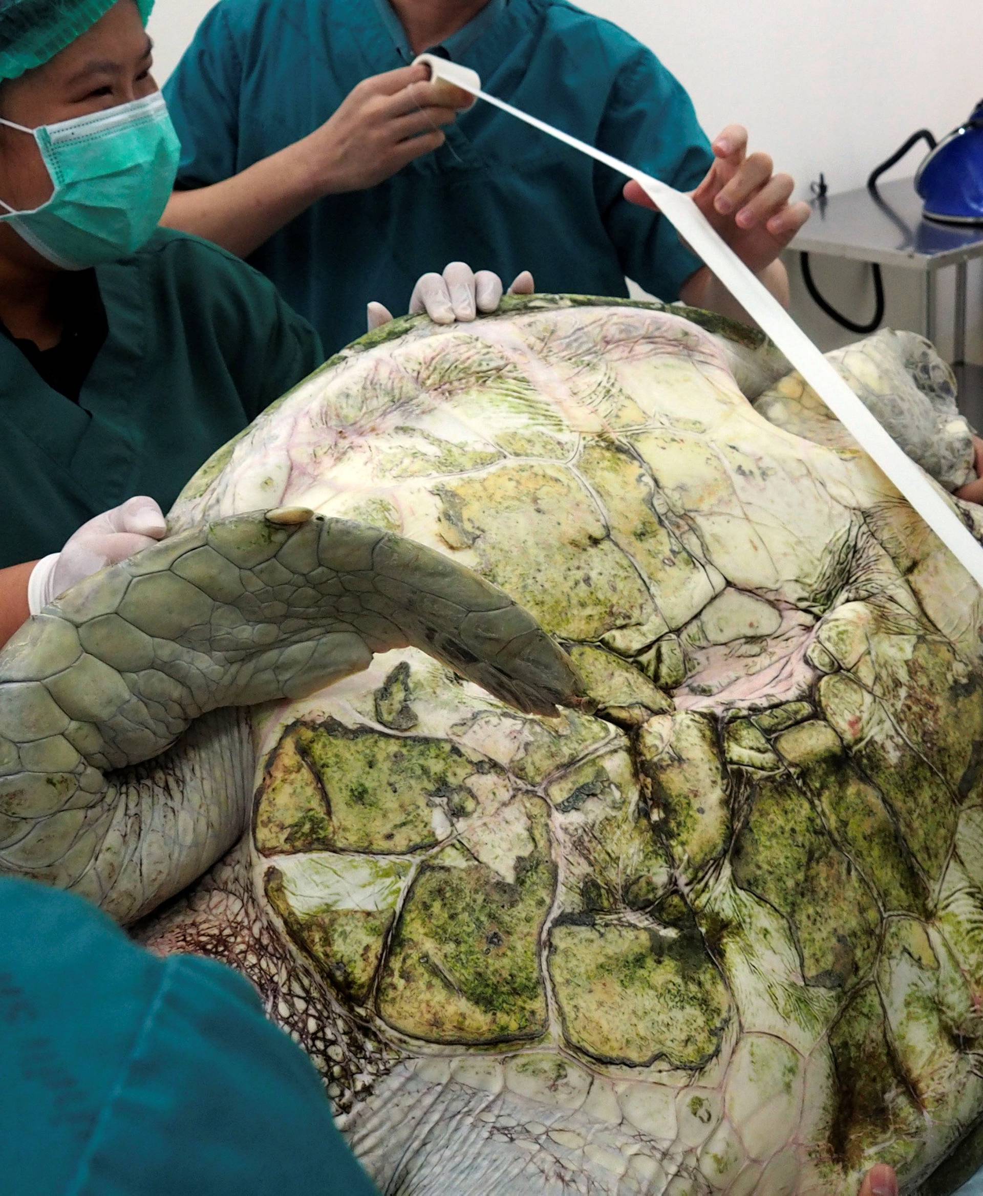 Thai veterinarians prepare to operate on Omsin, a 25 year old femal green sea turtle, to remove coins from her stomach at the Faculty of Veterinary Science, Chulalongkorn University in Bangkok