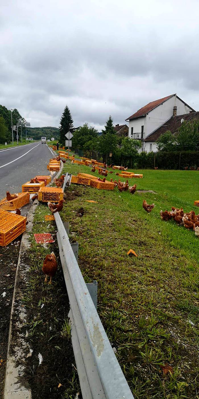 Neobičan prizor u Virovitici: Iz kamiona su ispale žive kokoši...