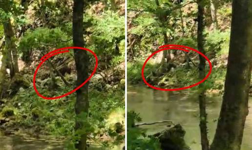 VIDEO Medvjedić u kanjonu Kamačnik: 'Otkotrljao se do potoka i pokušao se popesti'
