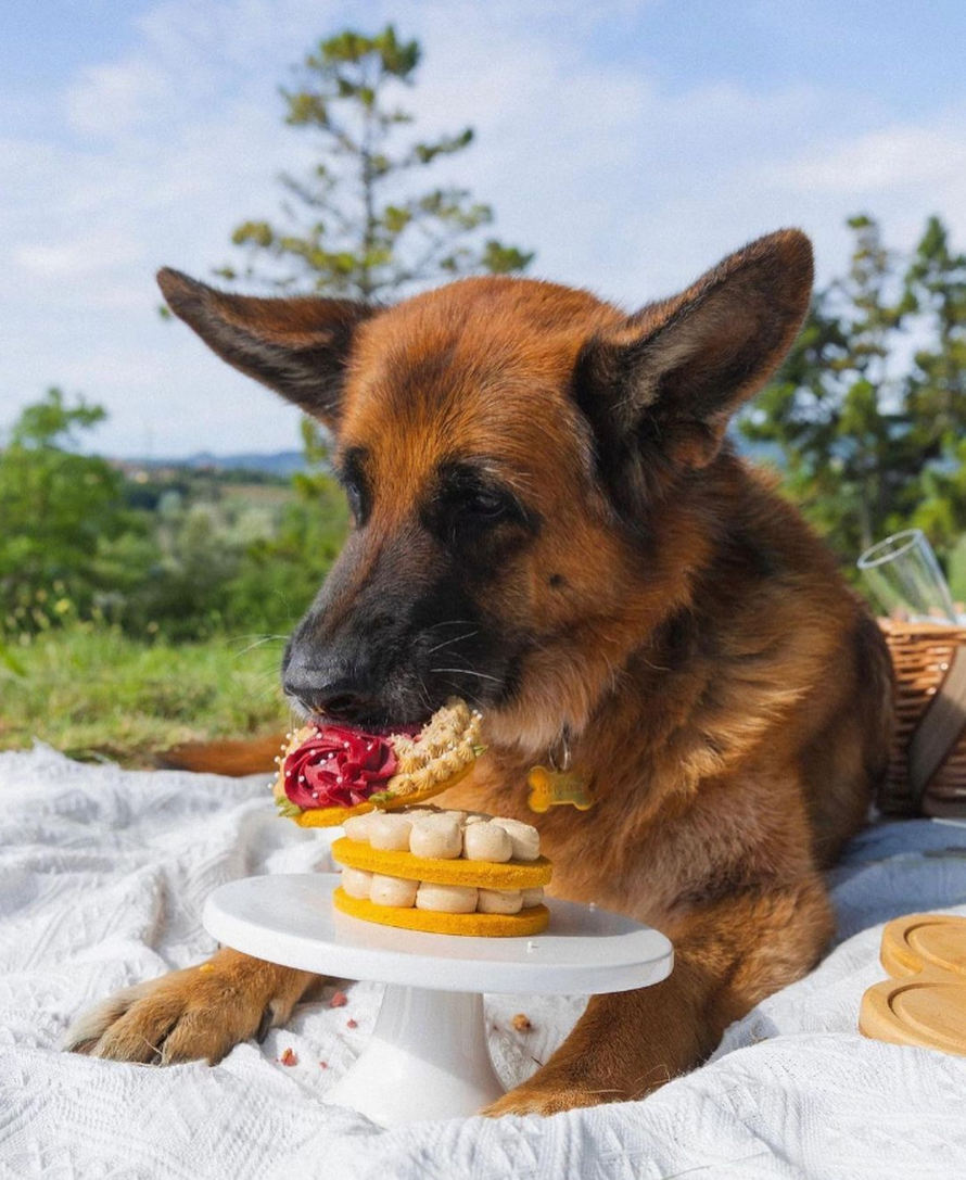 Ovo je Gunther, najbogatiji pas na svijetu. I želi doći u Zagreb...