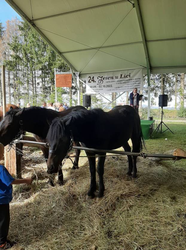 Veselo u srcu Like: Od slanine, finih ličkih palačinki i rakije do revije konjskih zaprega