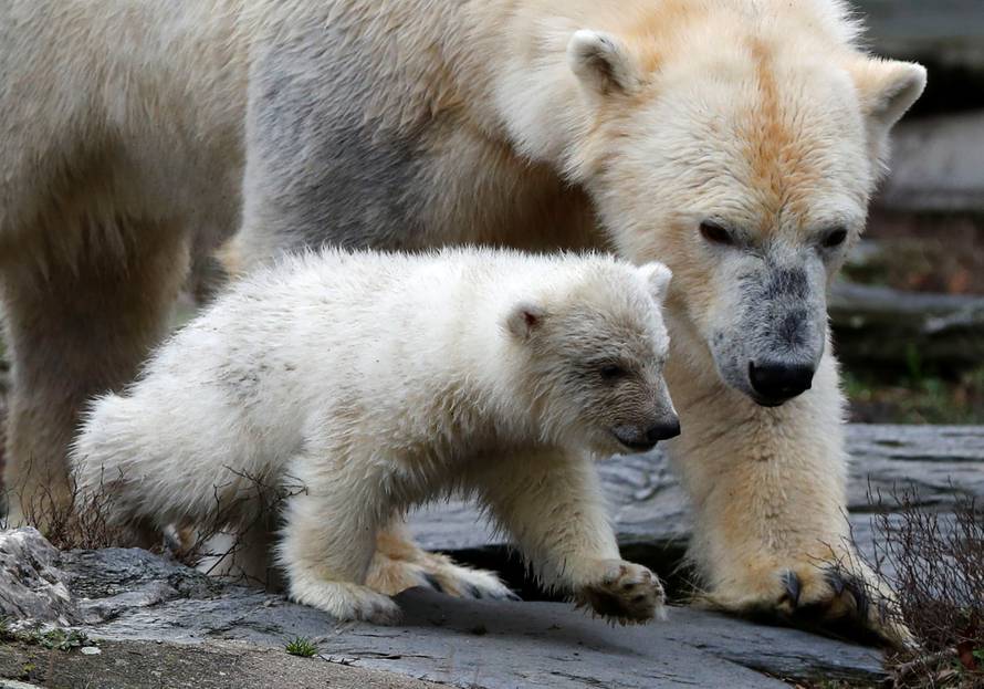 A female polar bear cub is seen together with 9 year-old mother Tonja during her first official presentation for the media at Tierpark Berlin zoo in Berlin