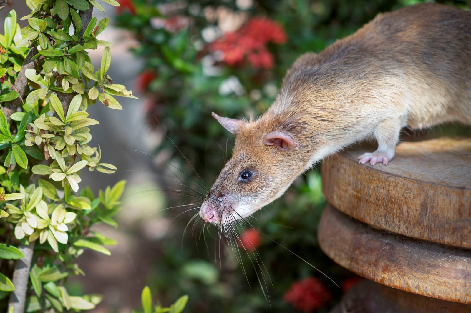 Magawa, a mine-sniffing rat, is pictured in Siem Reap