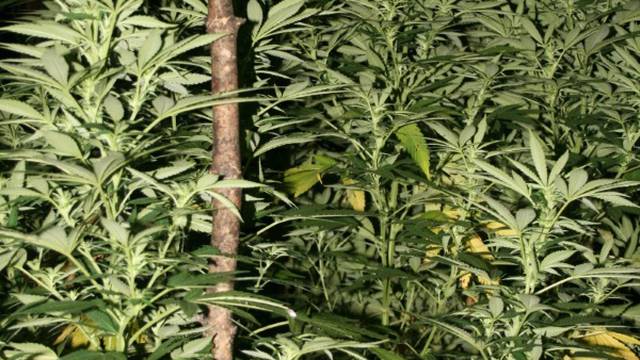Splitska policija je uhitila dilera s 27,5 kilograma marihuane