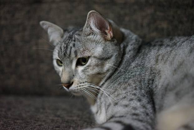 Ovo je 15 najskupljih pasmina mačaka u svijetu