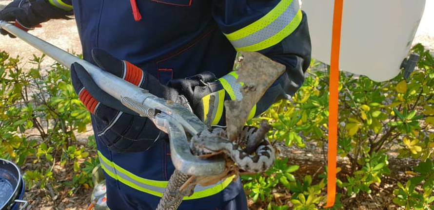 Zmije u Rovinju: Ujutro bjelica u stanu, kasnije poskok u kampu!