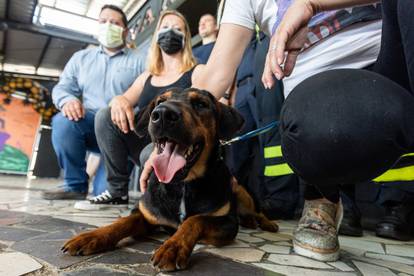 Nekad su bili ljubimci, a danas su heroji koji pomažu ljudima