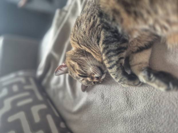 SUPER FOTKE vaših ljubimaca! Neki bi mogli biti viralni hit, ali svi su jednostavno neodoljivi