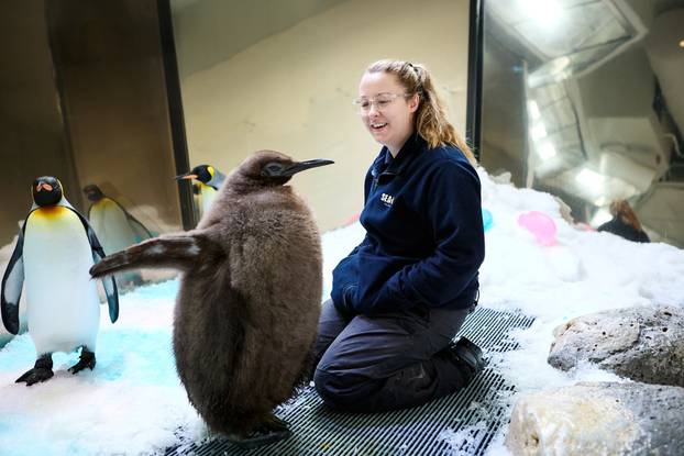 Big Baby! Penguin Chick Goes Viral After Outweighing His Parents Demolishing 25 Fish A Day