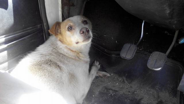 Pas pao u sustav za grijanje: Bio je zarobljen čak tri godine