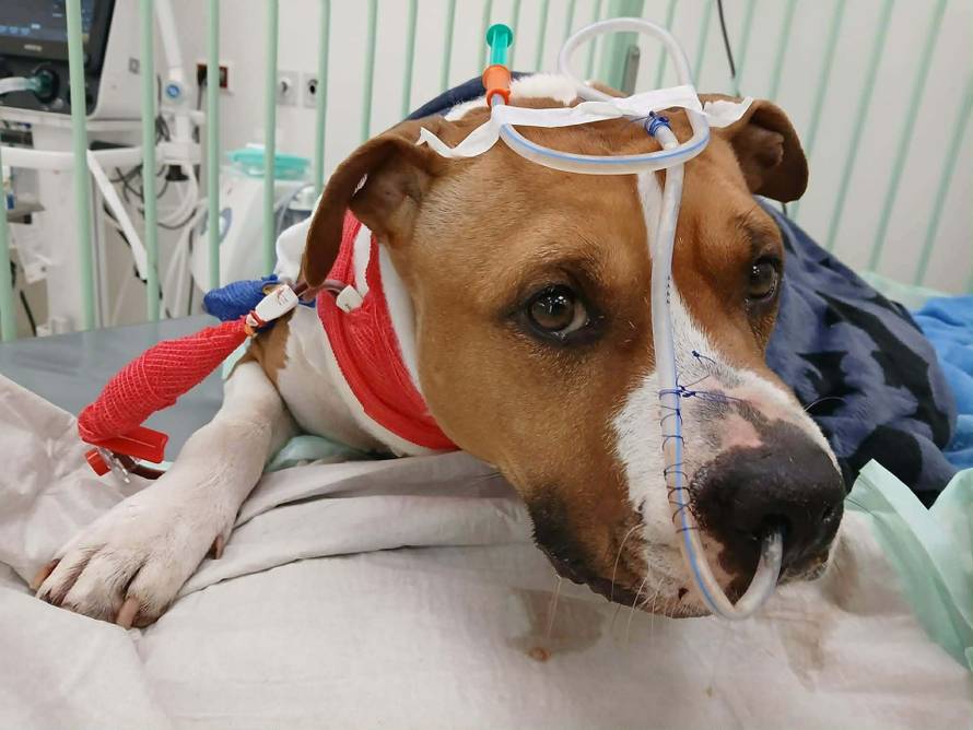 Uginula stafordica Zoi, koju su morali voziti na hemodijalizu u Austriju: 'RH treba taj aparat!'