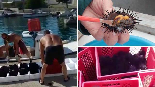 Stranci navalili na jadranske ježeve: Domaći ribari boje se kazni, zato  strani pune džepove
