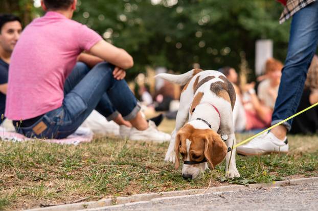 Zagreb: Mali piknik privukao je veliki broj građana 