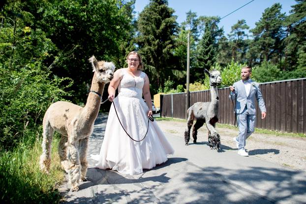 Wedding event at the alpaca stud