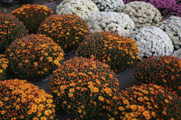 Osijek: Građani obilaze grobove najmilijih na Aninom groblju na dan Svih svetih