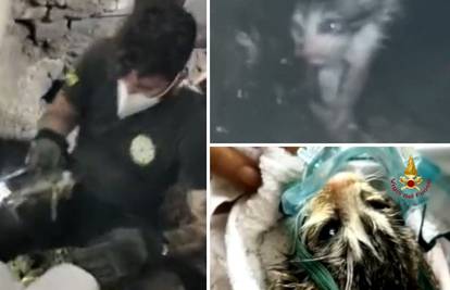 POGLEDAJTE VIDEO: Vatrogasci su devet sati spašavali mačića zarobljenog u cijevima...