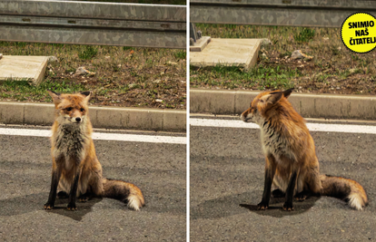 FOTO 'Mlada lisica luta Rijekom. Djeluje dezorijentirano, skriva se u vrtovima, često je tu vidim'