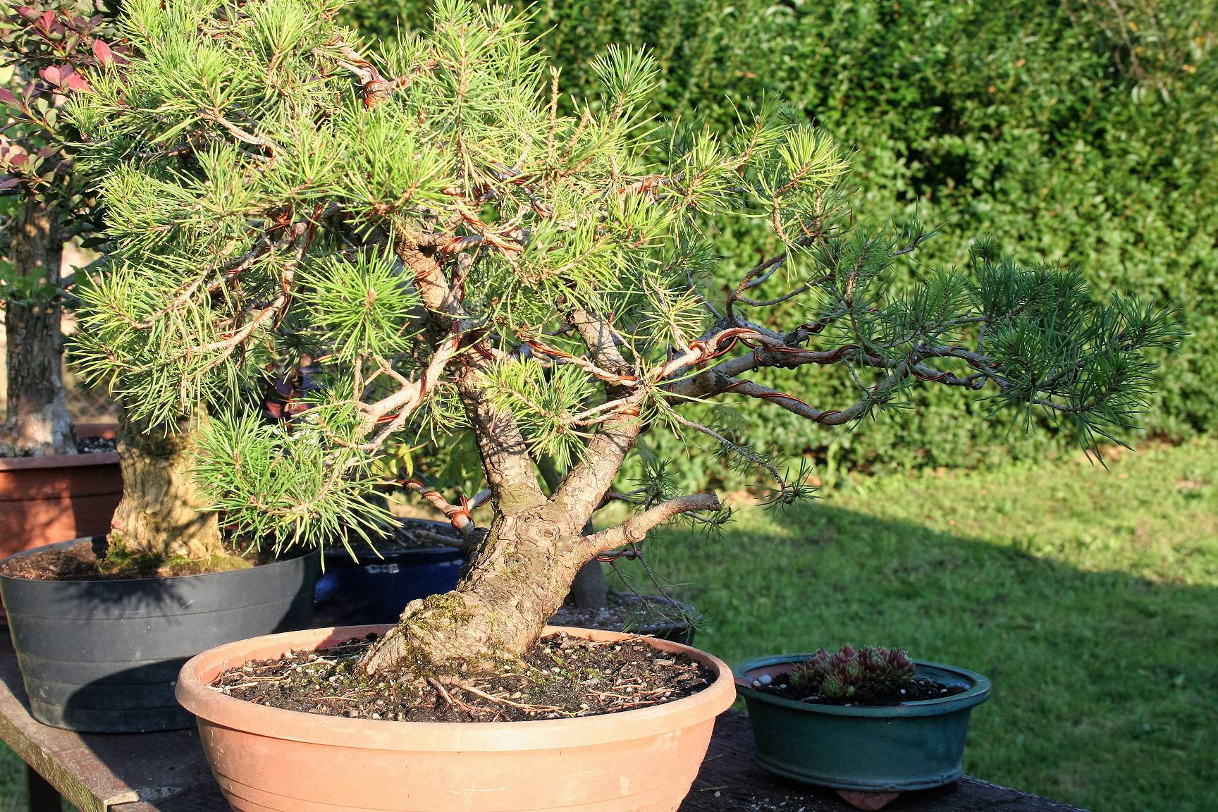 Jedini u Europi uzgajaju mini bonsai drvca od domaćih vrsta