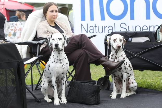 Karlovac: Me?unarodna izložba pasa