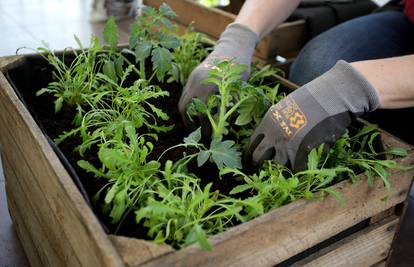 Uzgojite mali vrt na balkonu - eko povrće i začini su najbolji
