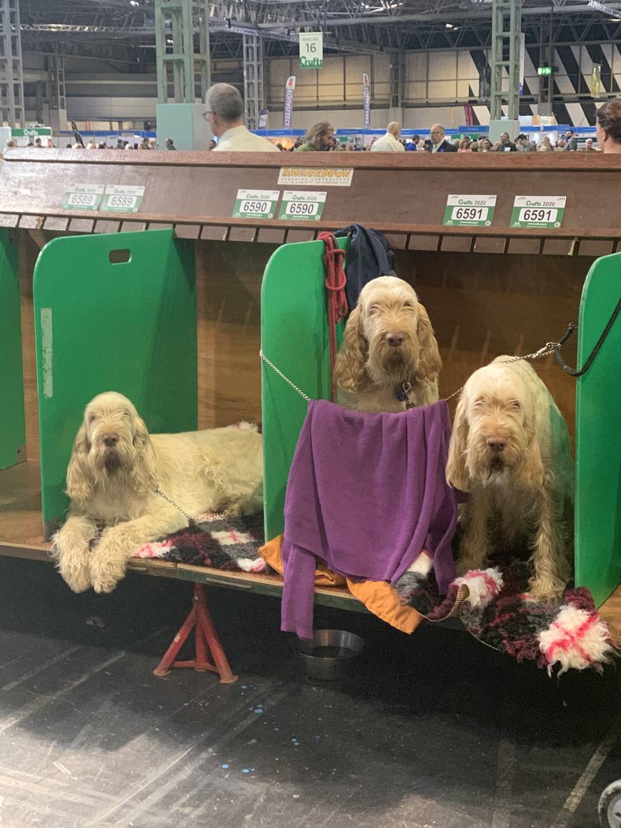 Hrvatski psi blistali na najvećoj i najprestižnijoj izložbi Cruftsu