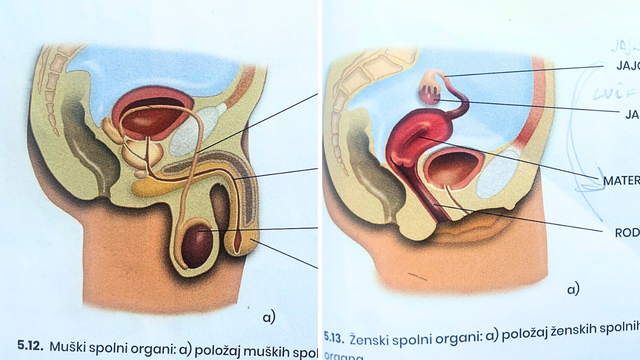 Ovo je udžbenik za 6. razred, pogledajte kako su prikazali muški, a kako ženski organ!