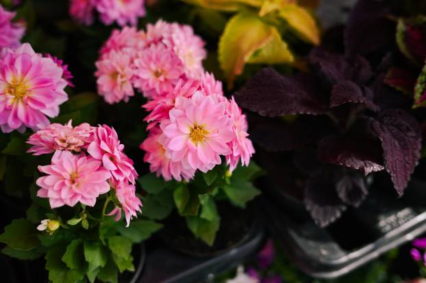 24sata Zagreb: Ponuda cvijeća na Dolcu 