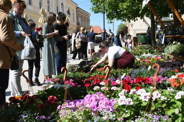 Obilježavanje Dana grada Križevaca uljepšano je cvjetnom manifestacijom "Križevci u cvijeću"
