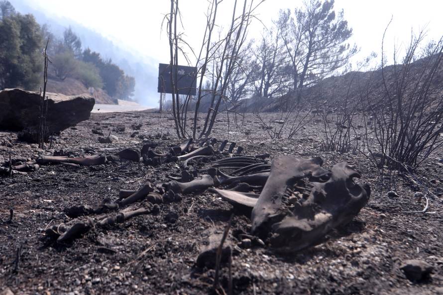 Pisak: Kraj ceste nalaze se kosti izgorjele životinje