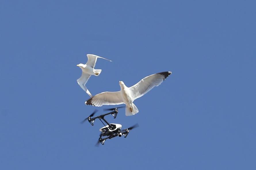 Split: Galebovi napali dron tijekom snimanja pjesme "Moj galebe" na koncertu Petra Graše