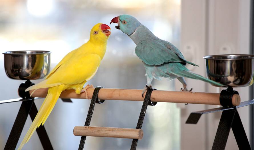 Postale su zvijezde: Papigice su popularnije i od Grdovića