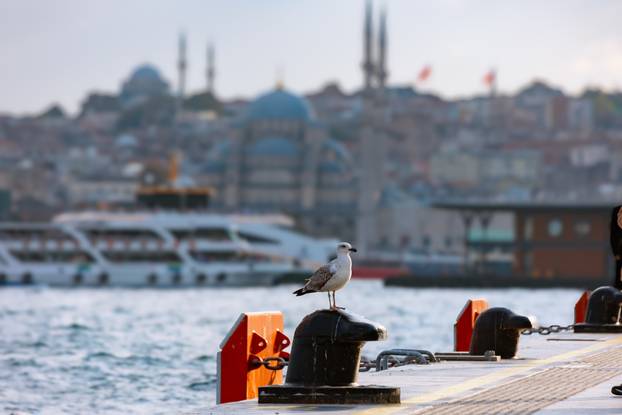 Istanbul background photo. A seagull and Istanbul view