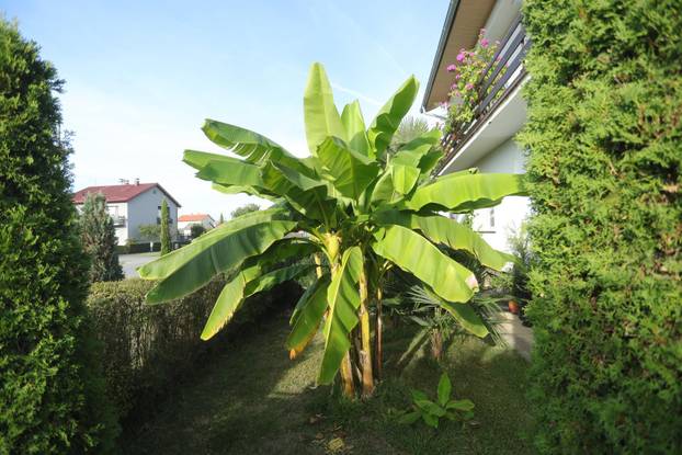 Egzotični vrt Igora Čupića