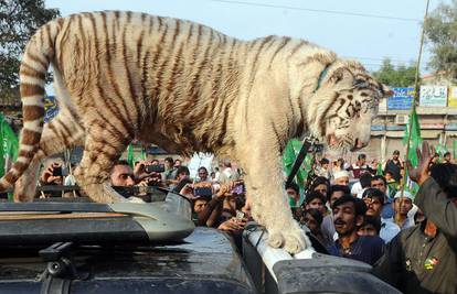 Pakistan: Na prosvjed protiv nestašice struje doveli su tigra