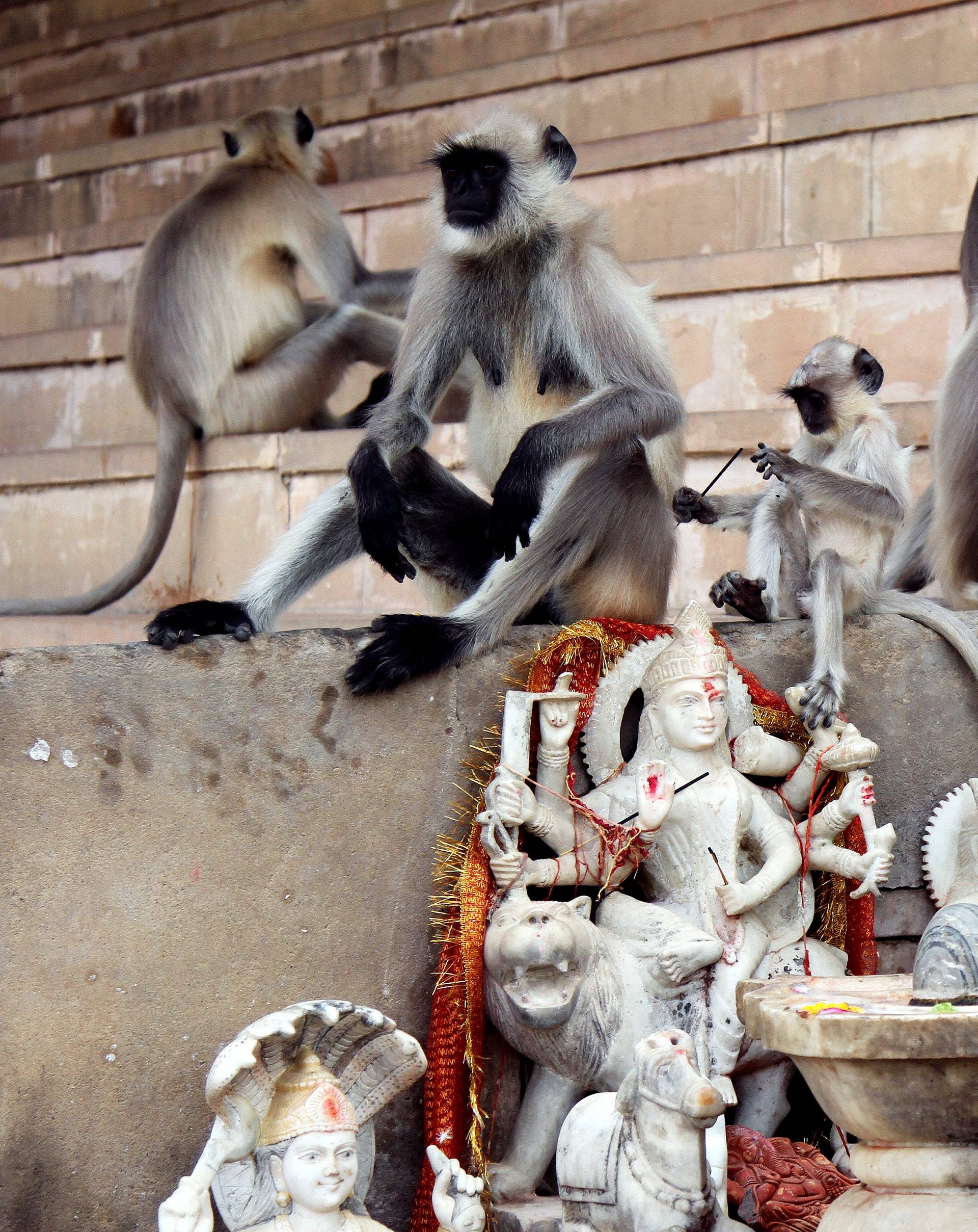 Langur monkeys play next to the idols of Hindu deities at a lake in Pushkar